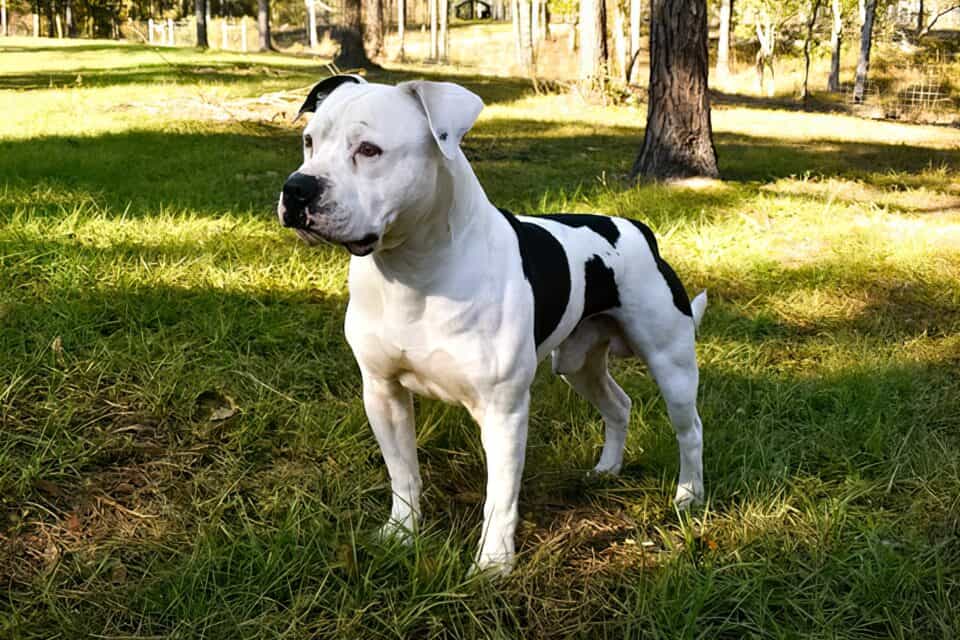 american bulldog standing