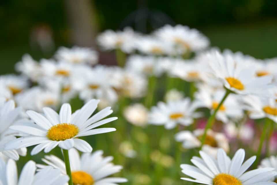 shasta daisy