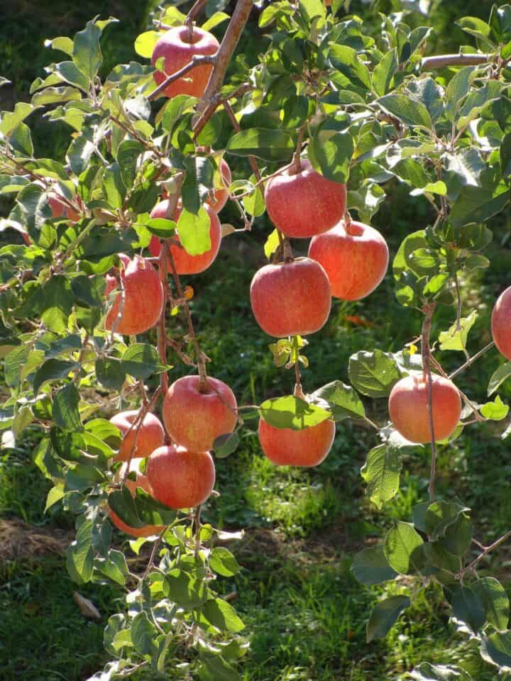 fuji apples on a tree