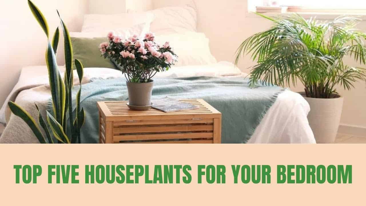 6 Best Plants for the Bedroom: Your Guide to Better Sleep & Air Quality